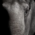 Elephant Remembers