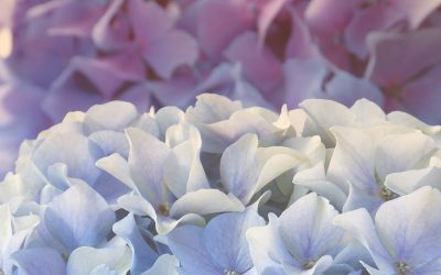 Beauty Inspires