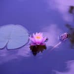 Lotus Flower in Water