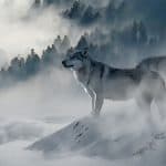 Wolves on Alert