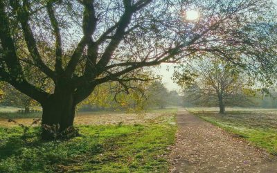 Sacred Pathway