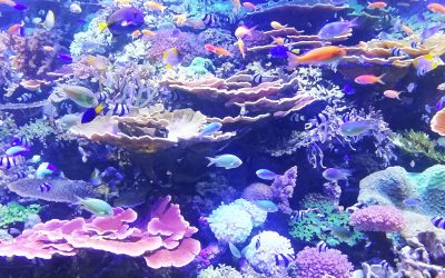 A Bottomless Ocean