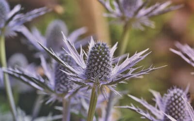 Thistles in the Garden